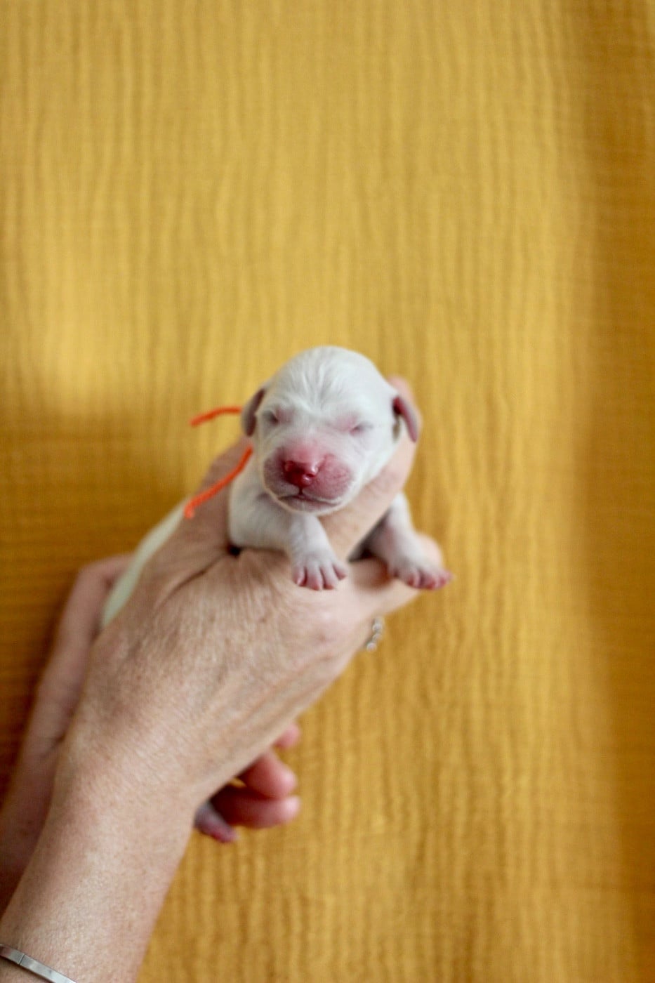 CHIOT 7 - Golden Retriever