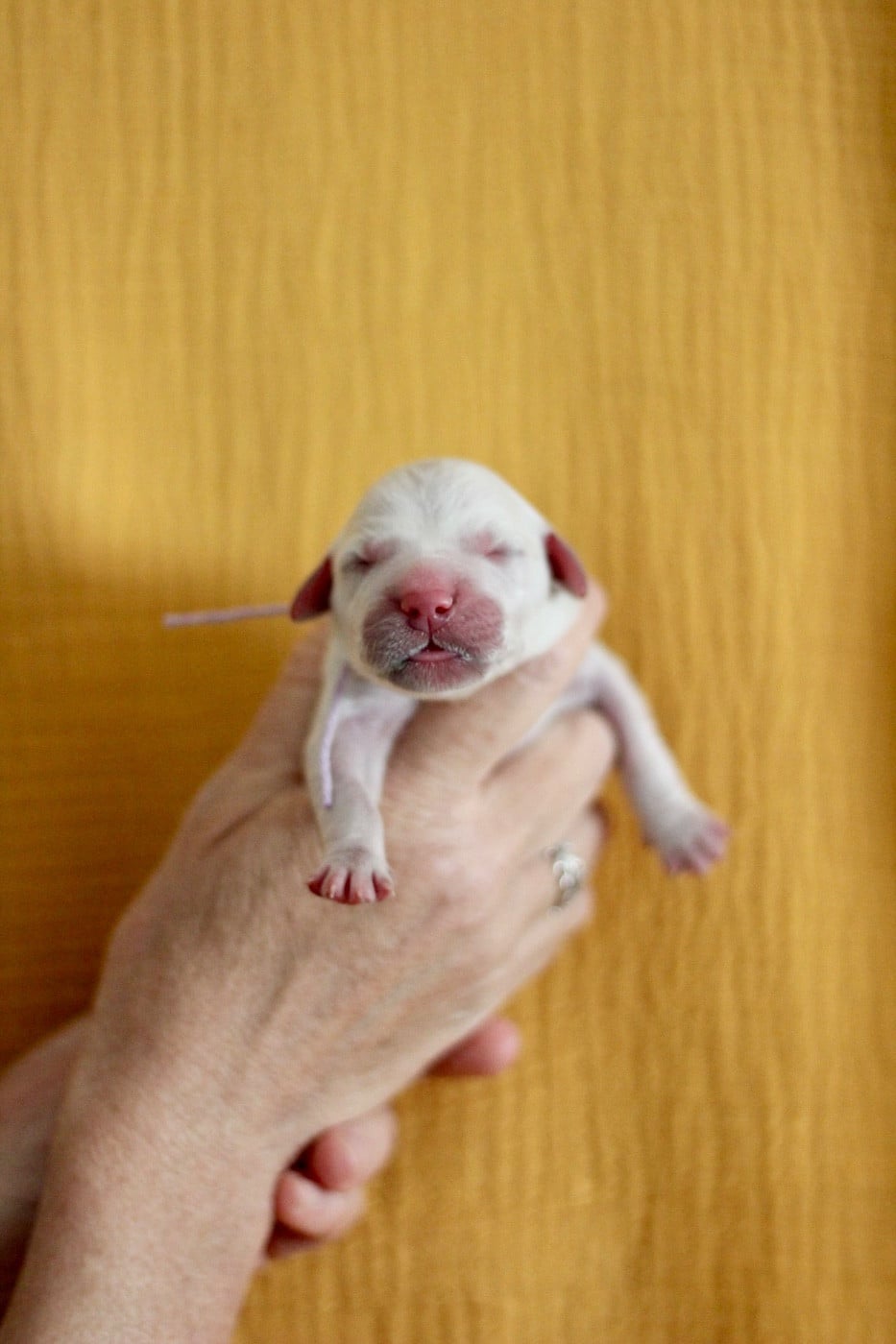 CHIOT 8 - Golden Retriever