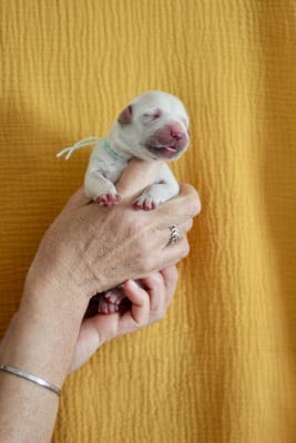 Les chiots de Golden Retriever