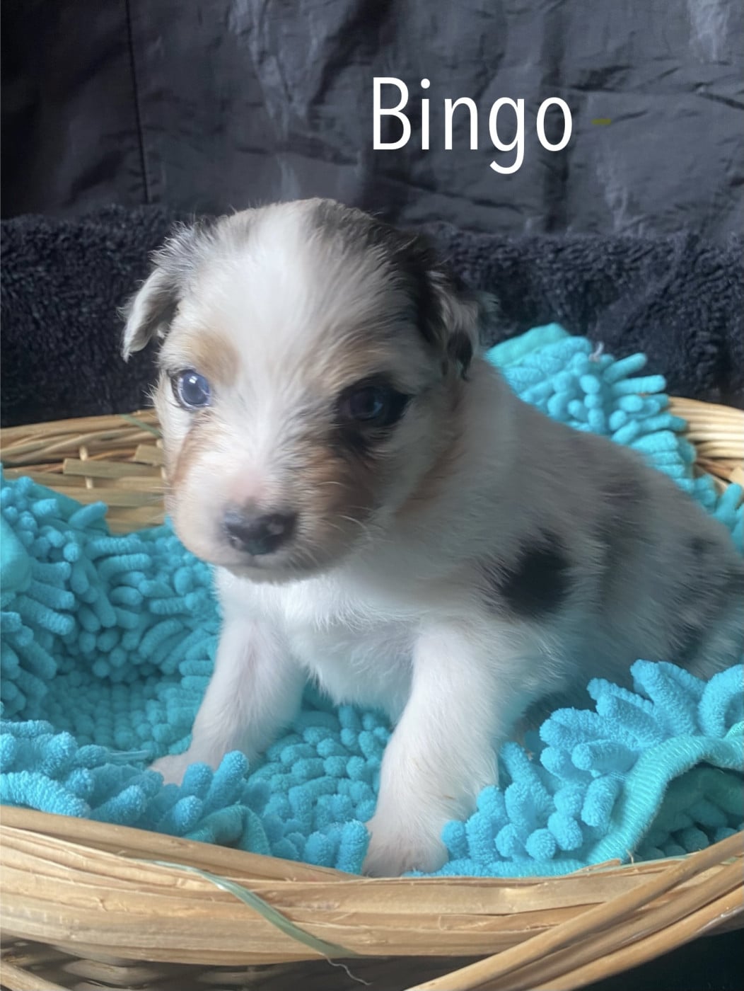 Bingo - Berger Australien