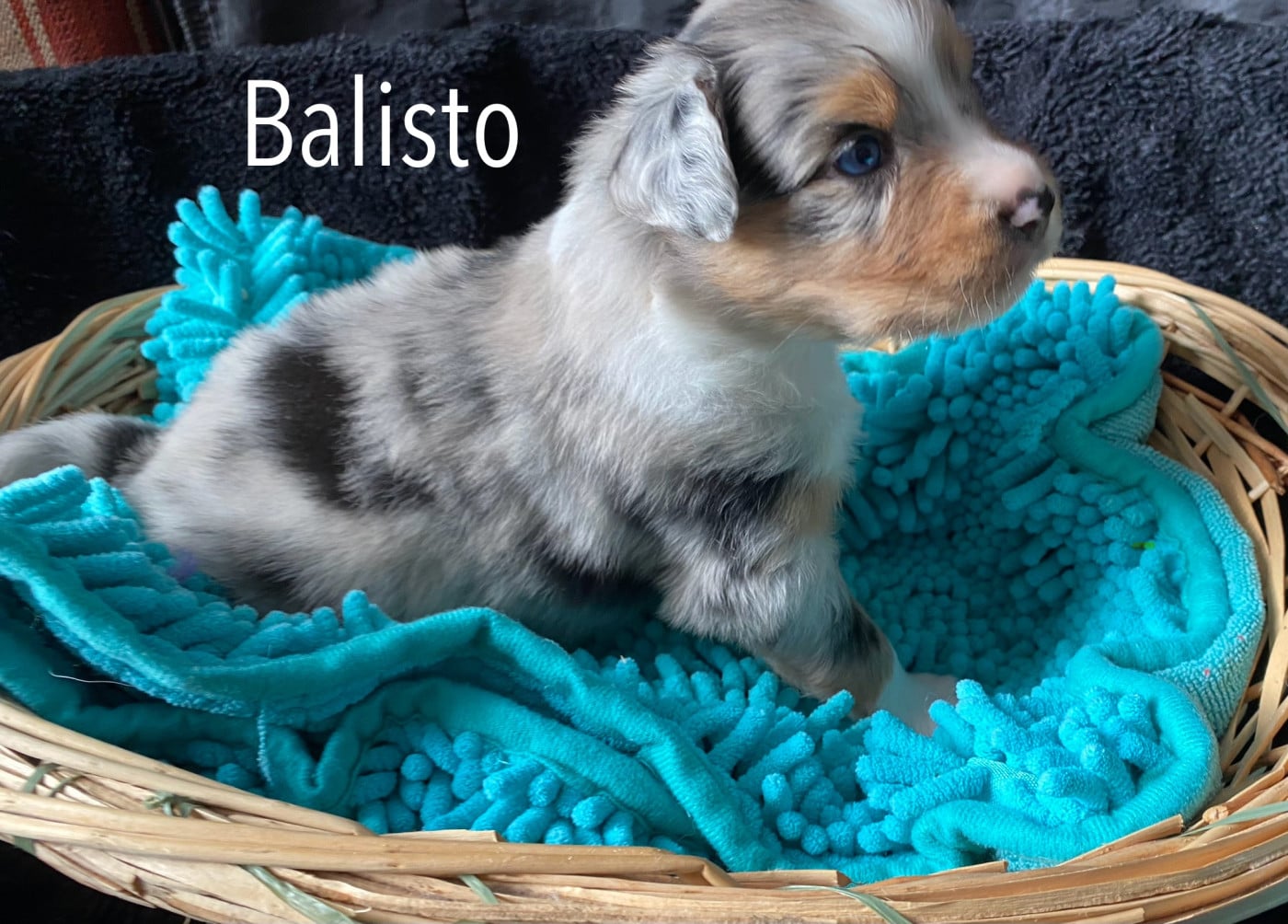 Balisto - Berger Australien