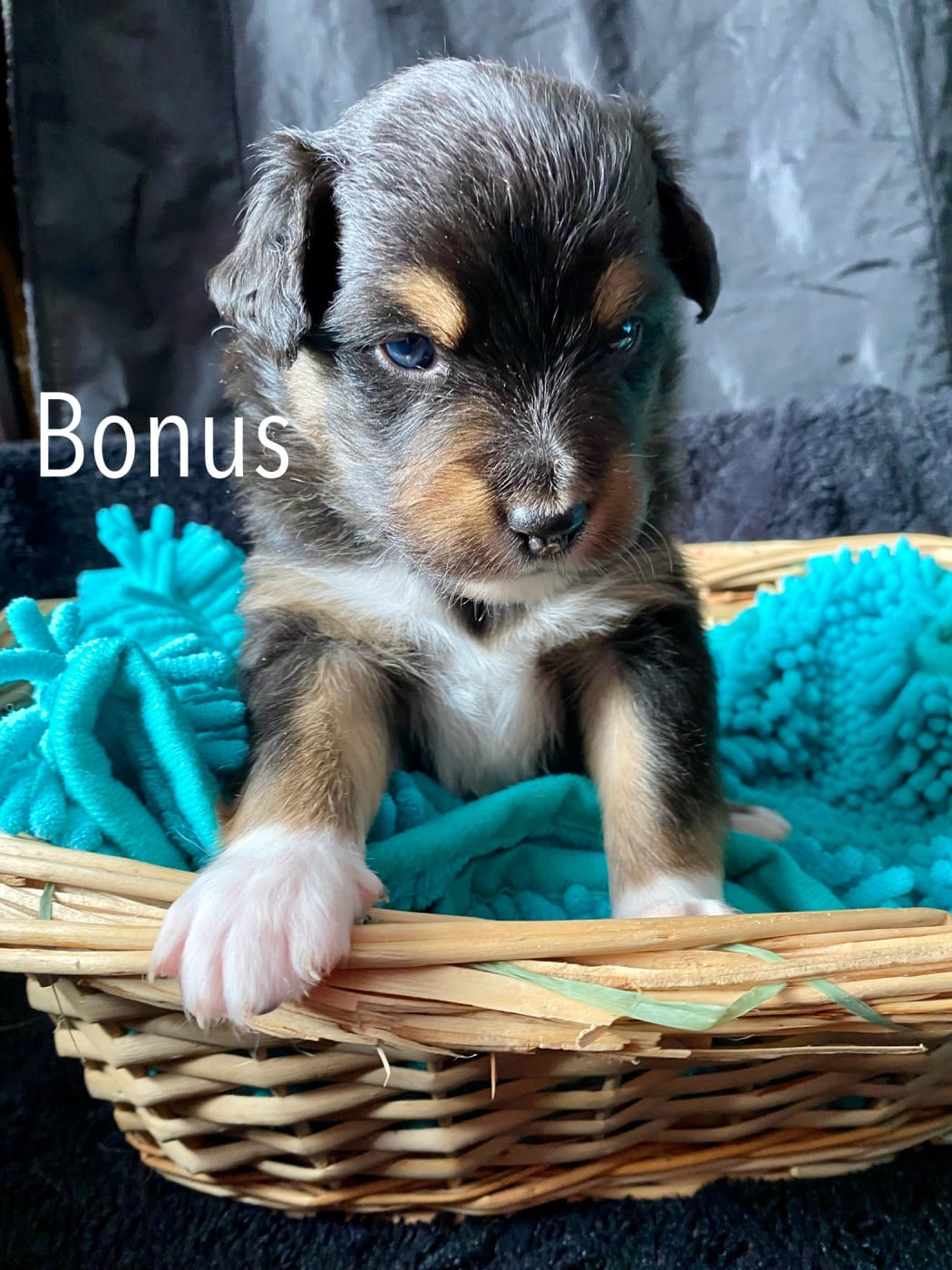 Bonus - Berger Australien