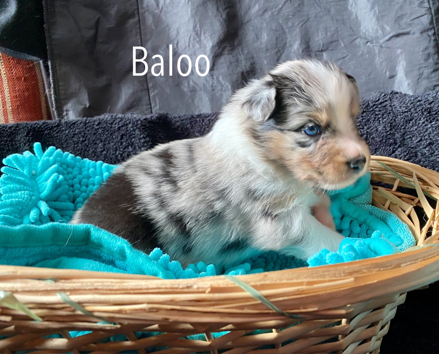 Baloo - Berger Australien