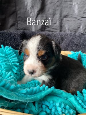 Les chiots de Berger Australien