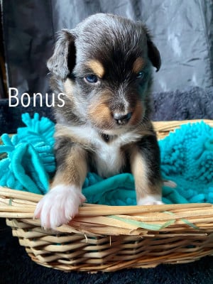 Les chiots de Berger Australien