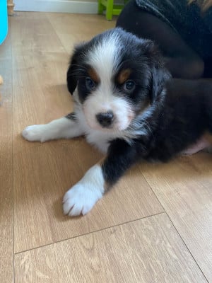 Les chiots de Berger Australien