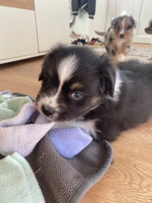 Les chiots de Berger Australien