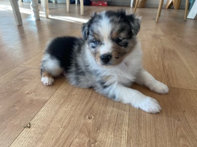 Les chiots de Berger Australien