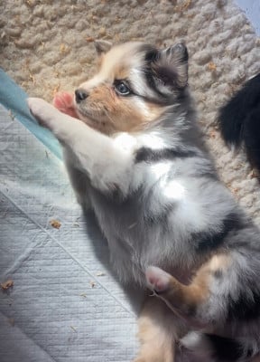 Les chiots de Berger Australien