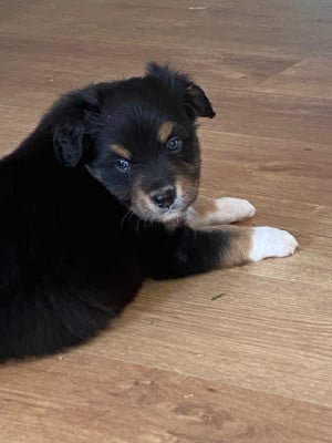 Les chiots de Berger Australien