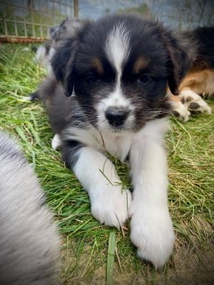Les chiots de Berger Australien