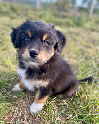 Les chiots de Berger Australien
