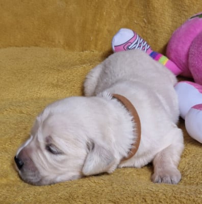 Les chiots de Golden Retriever