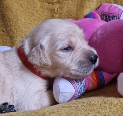 Les chiots de Golden Retriever