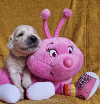 Les chiots de Golden Retriever