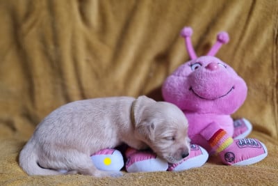 Les chiots de Golden Retriever