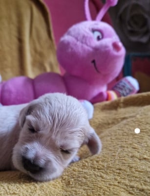 Les chiots de Golden Retriever