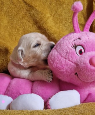 Les chiots de Golden Retriever