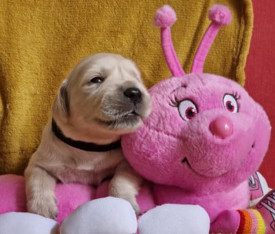Les chiots de Golden Retriever