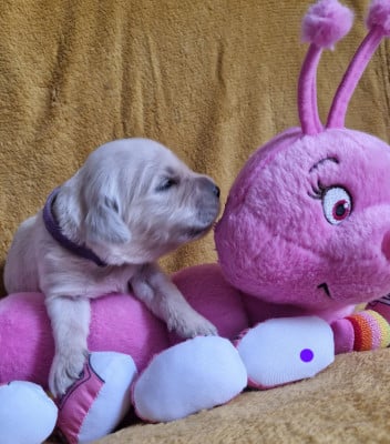 Les chiots de Golden Retriever