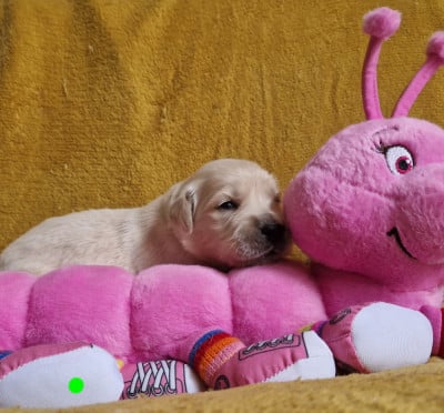 Les chiots de Golden Retriever