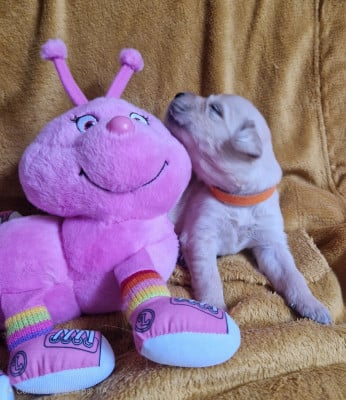 Les chiots de Golden Retriever