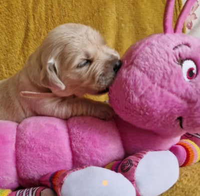 Les chiots de Golden Retriever