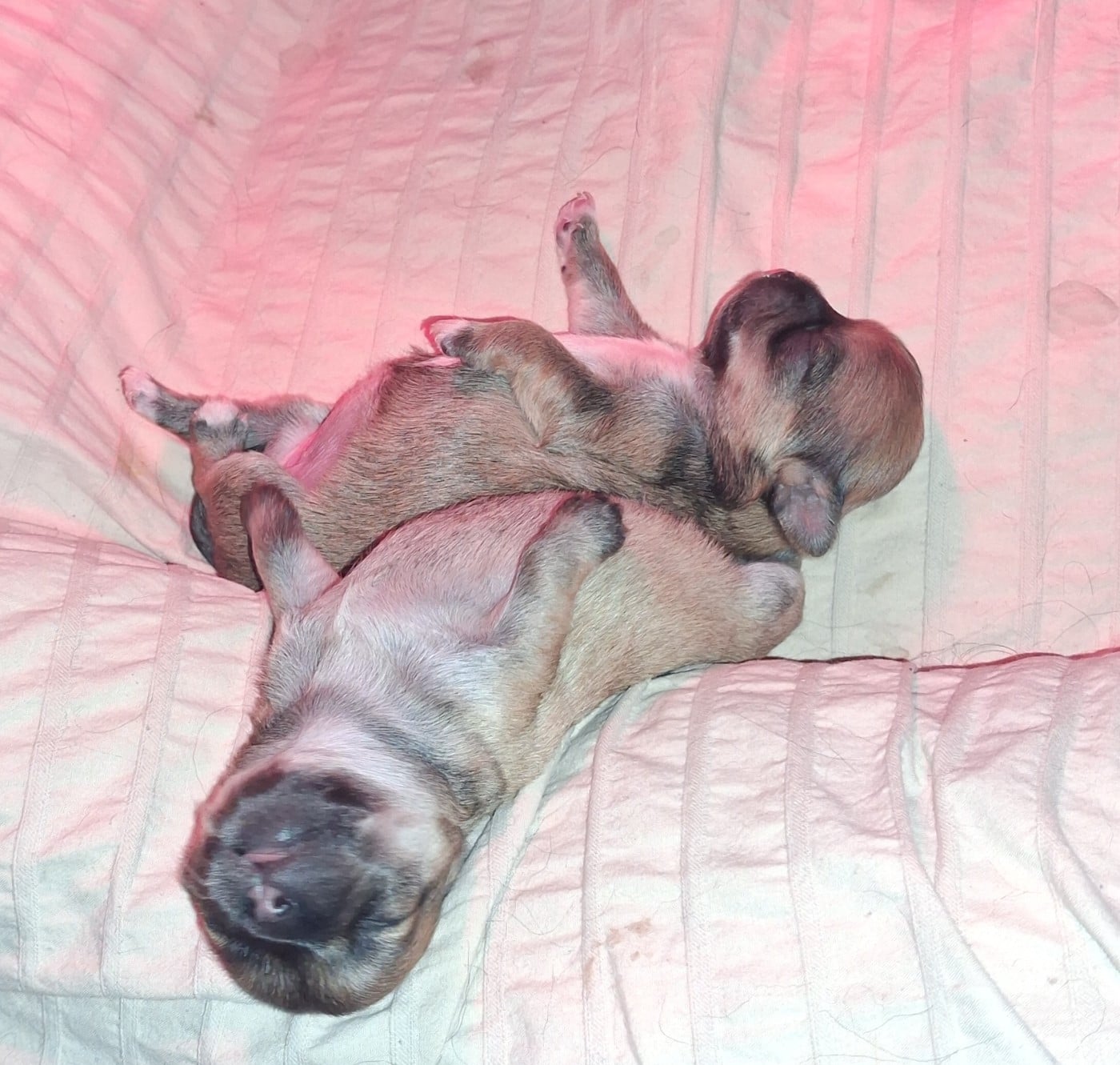 Chihuahua - Des Contés De Provence