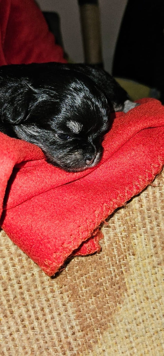 Bibounette - Chihuahua