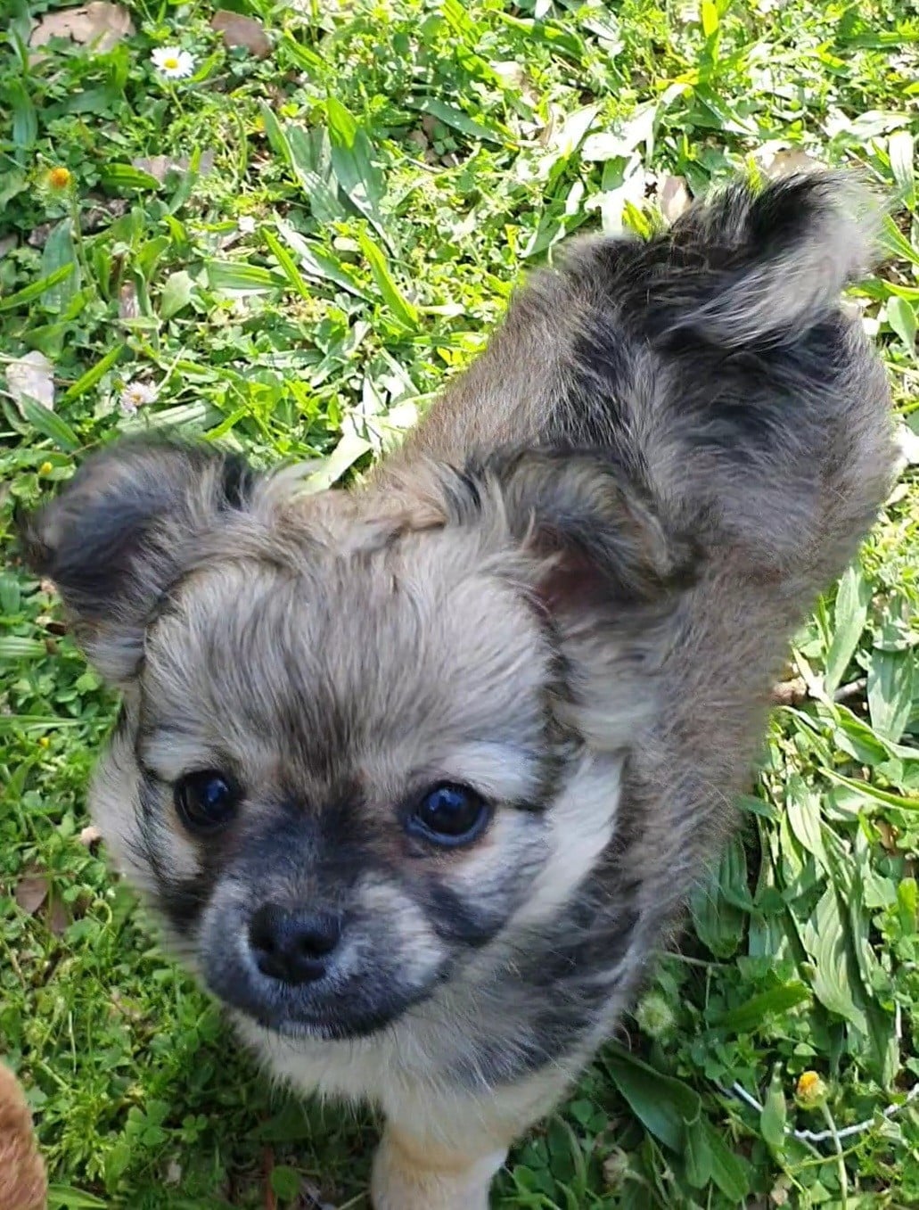 Chihuahua - Des Contés De Provence