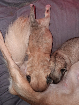 Les chiots de Chihuahua