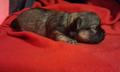 Les chiots de Chihuahua