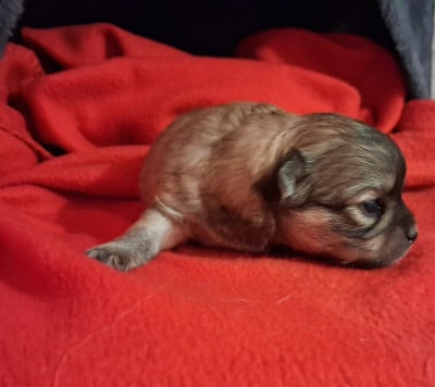 Les chiots de Chihuahua