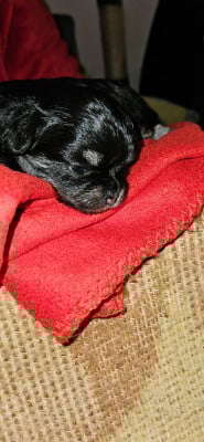 Les chiots de Chihuahua