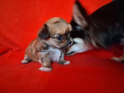 Les chiots de Chihuahua