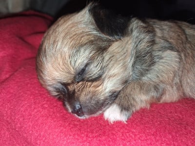 Les chiots de Chihuahua