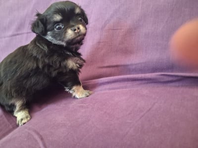 Les chiots de Chihuahua