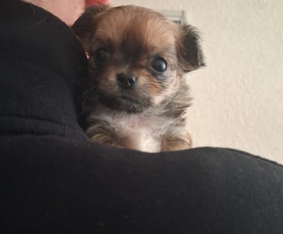 Les chiots de Chihuahua