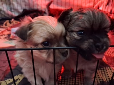 Les chiots de Chihuahua