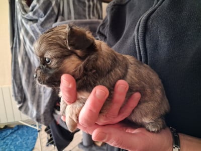 Les chiots de Chihuahua