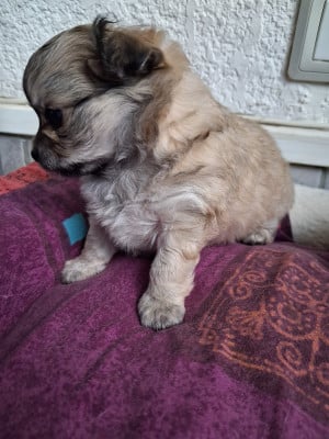 Les chiots de Chihuahua