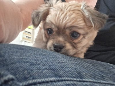 Les chiots de Chihuahua
