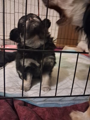 Les chiots de Chihuahua