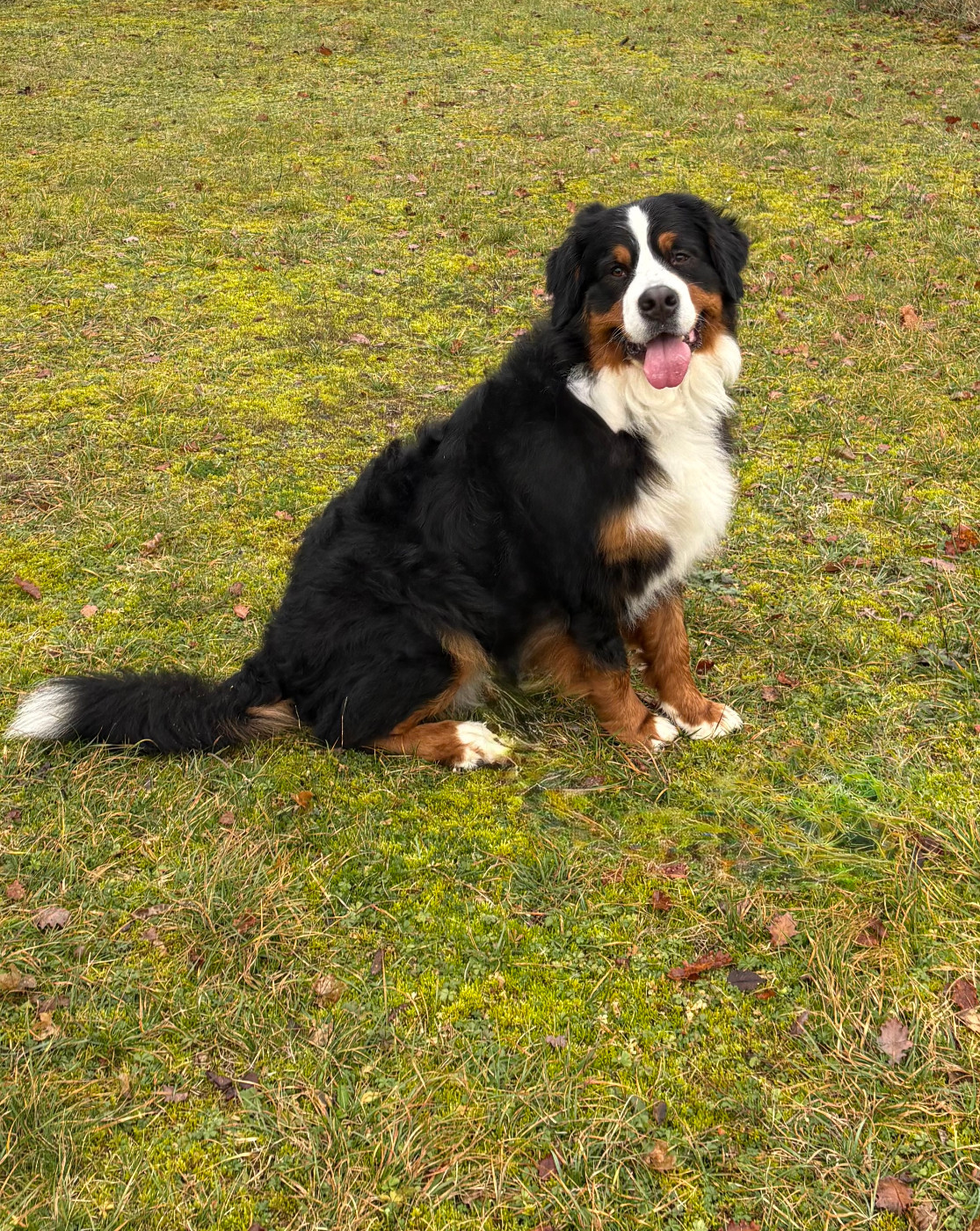 UNIQUEMENT ELLE d' aïnhoa