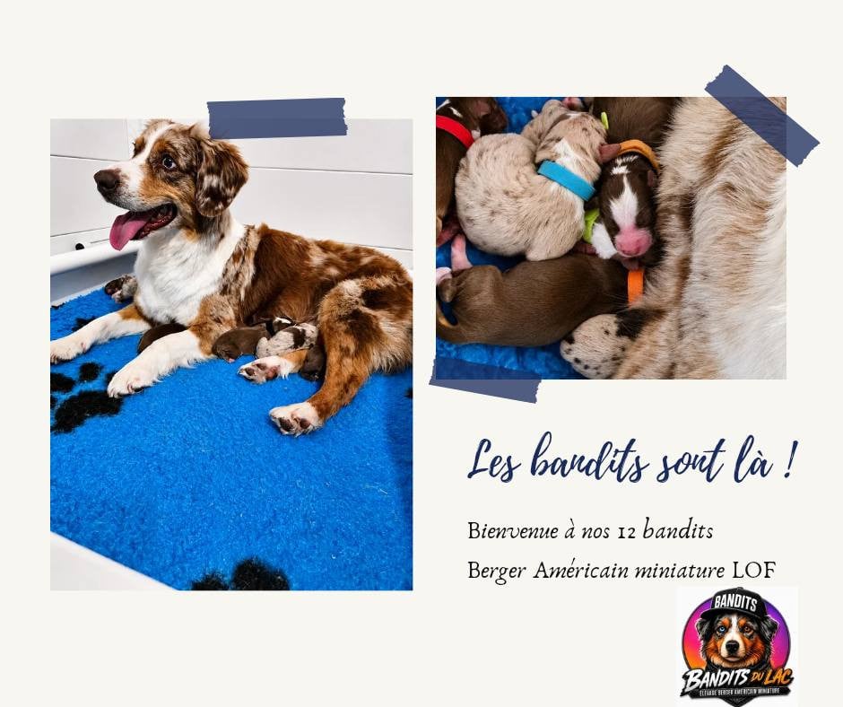 Berger Américain Miniature  - Des Bandits Du Lac
