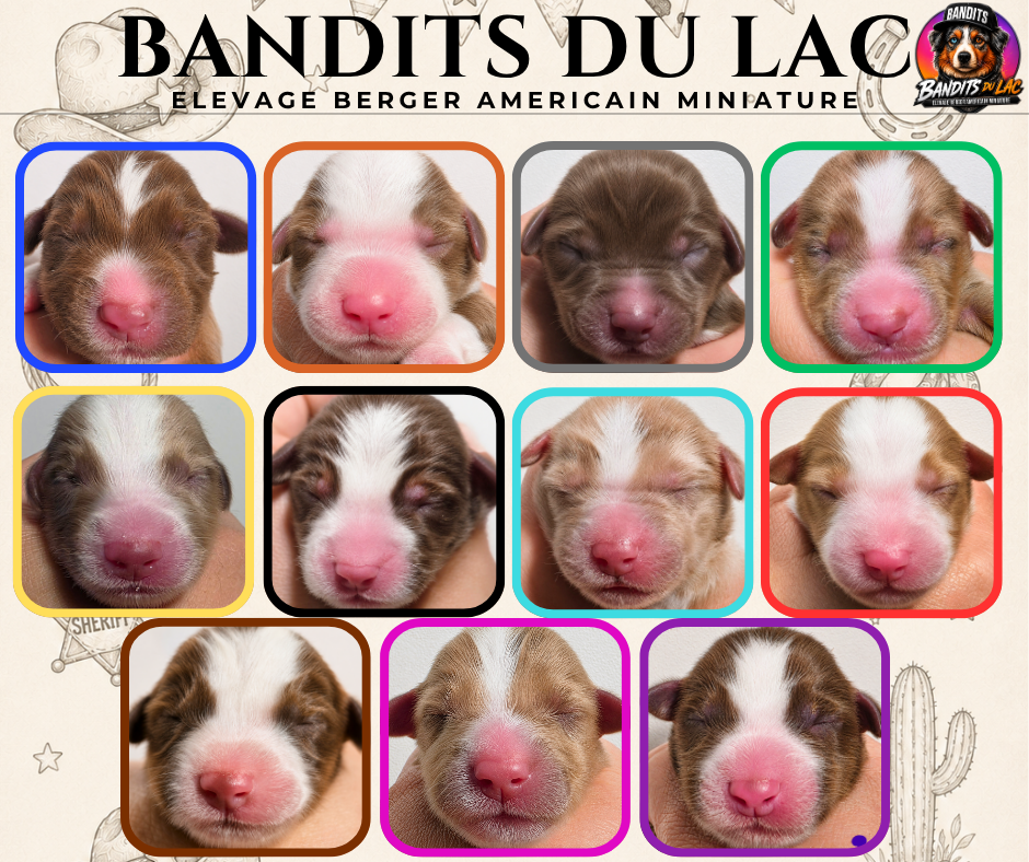 Berger Américain Miniature  - Des Bandits Du Lac