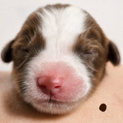 Les chiots de Berger Américain Miniature 