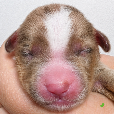 Les chiots de Berger Américain Miniature 