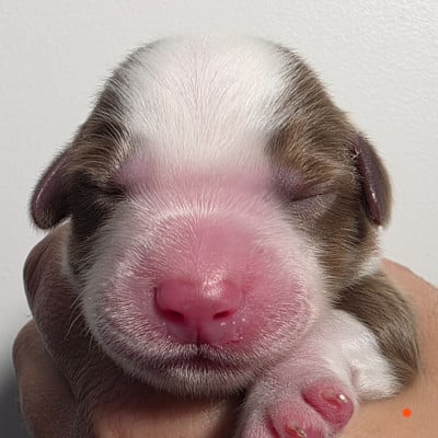 Les chiots de Berger Américain Miniature 