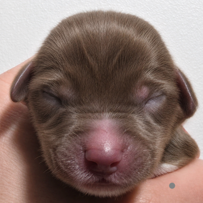Les chiots de Berger Américain Miniature 